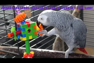 actividades para hacer feliz a un loro guia de bienestar y juegos