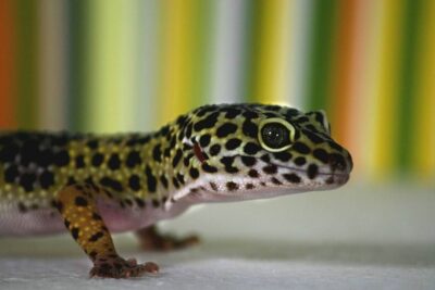 actividades y cuidados esenciales para geckos domesticos