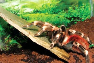 adaptacion a los requerimientos de alojamiento de tarantulas