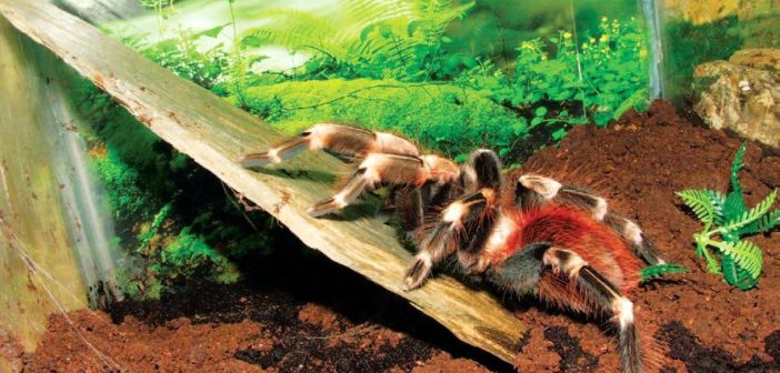 adaptacion a los requerimientos de alojamiento de tarantulas