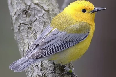 adaptacion de las aves a su habitat y entorno natural