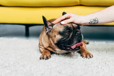 ajusta el entorno para facilitar la adaptacion de tu mascota