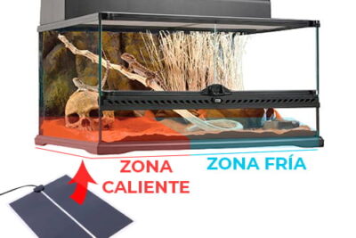 ajusta la temperatura ideal en tu terrario de manera adecuada