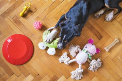 ajustar el enriquecimiento para el bienestar de tu mascota