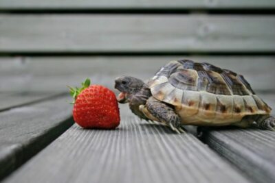 alimentacion en tortugas terrestres versus acuaticas