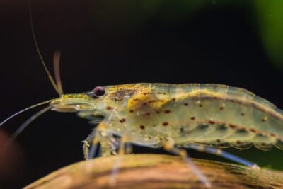 alimentacion segura de crustaceos para acuarios