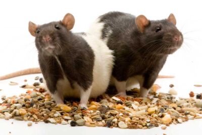 alimentacion y alojamiento adecuado para roedores domesticos