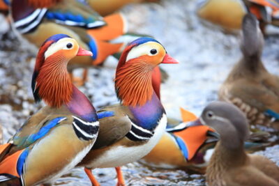 alimentos esenciales para el cuidado de patos exoticos