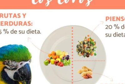 alimentos que ayudan a calmar loros nerviosos y estresados