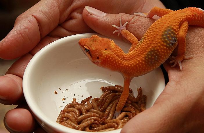 alimentos que favorecen la salud de reptiles domesticos