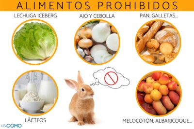 alimentos toxicos que debes evitar para la salud de tus conejos