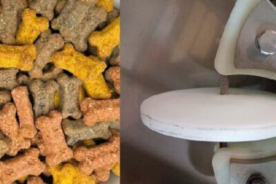 alimentos y agua para mascotas durante el transporte