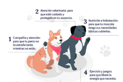 alojamiento accesible para mascotas mayores consejos utiles