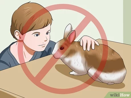 areas de juego ideales para que los conejos sean felices y sanos