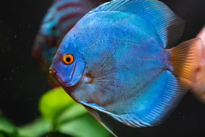 aspectos a considerar al alojar un pez disco en acuario
