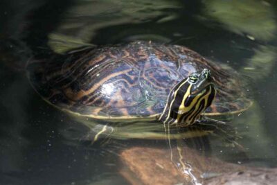 aspectos clave para el alojamiento de tortugas acuaticas