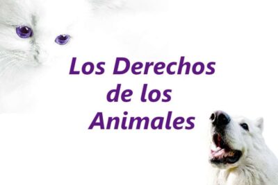 aspectos legales a considerar en la socializacion de mascotas