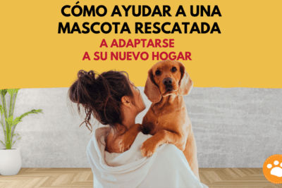 ayuda a tu mascota exotica a adaptarse a su nuevo hogar