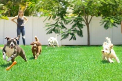 beneficios de hacer actividades al aire libre con tu mascota exotica