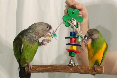 beneficios de los juguetes de masaje para aves realmente ayudan