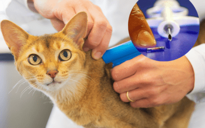 beneficios de microchips para identificar crias en crianza animal