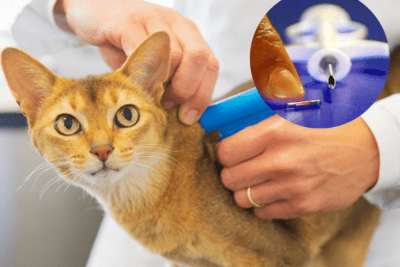 beneficios de microchips para identificar crias en crianza animal