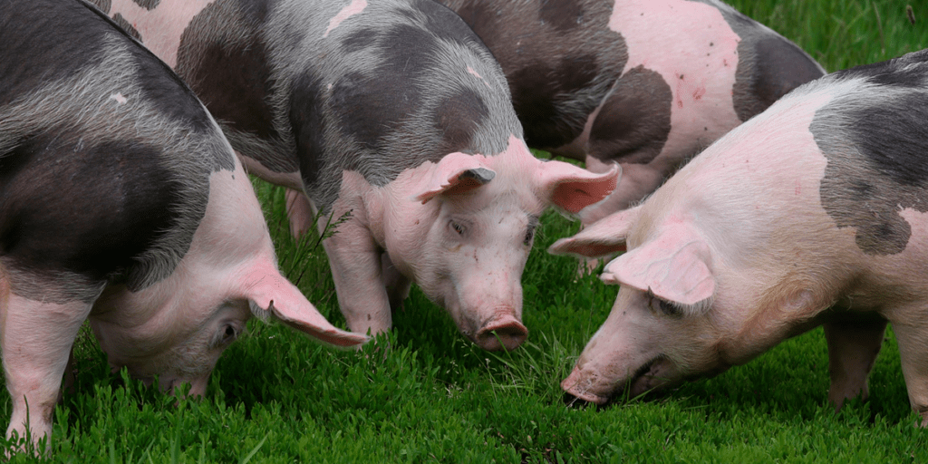 beneficios de un entorno enriquecido en el alojamiento animal