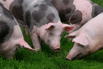 beneficios de un entorno enriquecido en el alojamiento animal