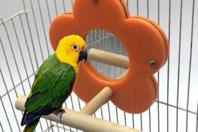 beneficios de usar espejos de juguete para loros en el hogar