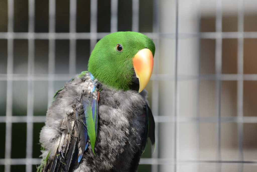 Beneficios y cuidados de las plumas colgantes para loros 1 beneficios y cuidados de las plumas colgantes para loros