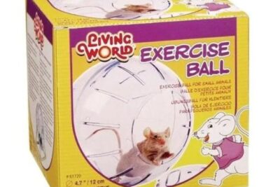 bolitas de ejercicio para roedores beneficios y consejos clave