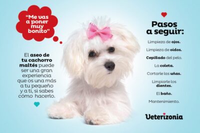 calendario efectivo de limpieza para tu mascota exotica
