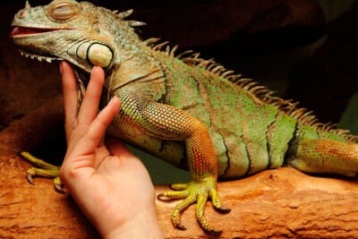 camas de agua para reptiles beneficios tipos y cuidados esenciales