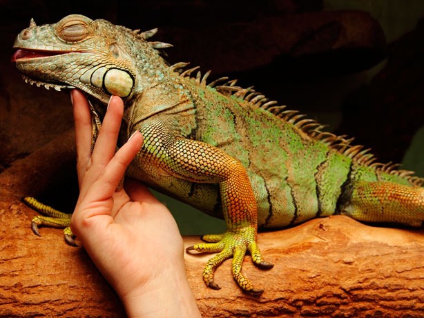 camas de agua para reptiles beneficios tipos y cuidados esenciales