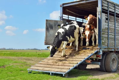 camelos pautas y mejores practicas para su transporte eficaz