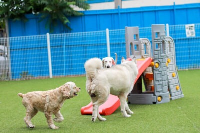 canchas de futbol para mascotas opciones divertidas y beneficios