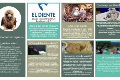 caracteristicas del habitat ideal para aves rapaces