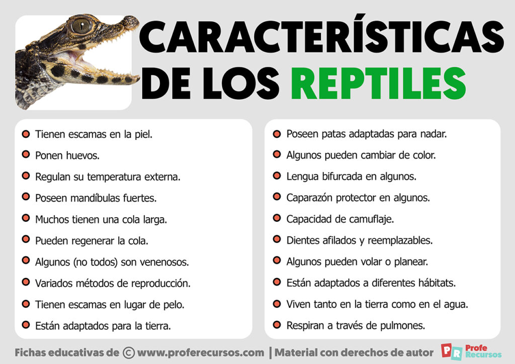 caracteristicas esenciales de un buen criador de reptiles