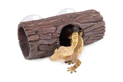 casitas de juego para iguanas la mejor opcion de bienestar