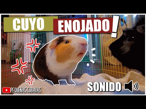 chismes sonoros para cobayas atrae su atencion y juega