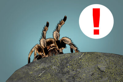 clima ideal para mantener una tarantula sana y feliz en casa
