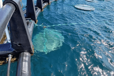 cohetes flotantes para peces innovacion en pesca sostenible