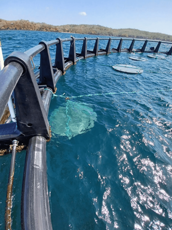 cohetes flotantes para peces innovacion en pesca sostenible