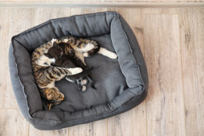 cojines ortopedicos para gatos beneficios y claves recomendadas