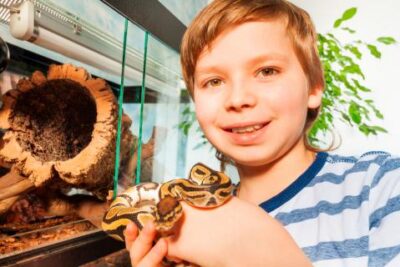 como acostumbrar a mi serpiente a su nuevo hogar