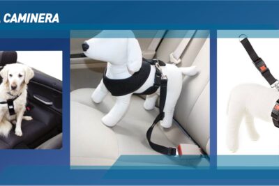 como actuar ante restricciones en el transporte de mascotas