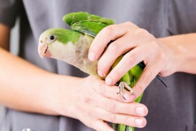 como actuar ante un ataque de ansiedad en mi loro mascota