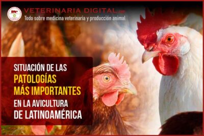 como afectan las enfermedades a la reproduccion de aves