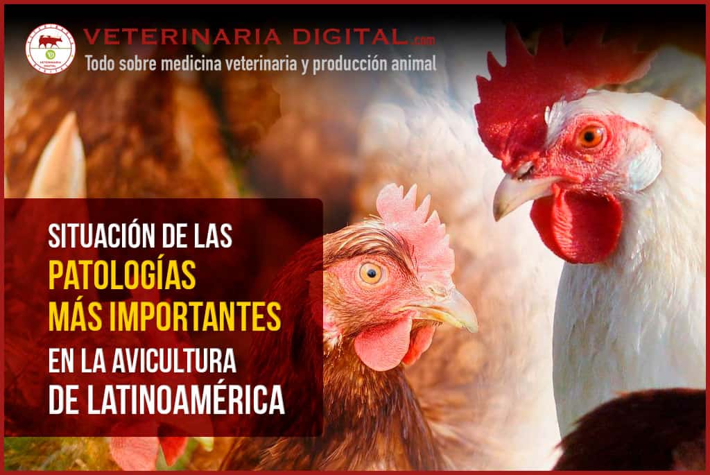 Cómo afectan las enfermedades a la reproducción de aves 1 como afectan las enfermedades a la reproduccion de aves