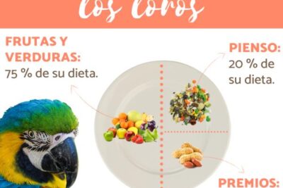 como conocer las preferencias alimenticias de mi loro